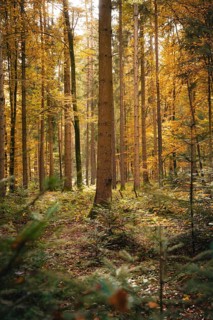 Sunlight falls through the trees onto a mossy forest clearing, Calw, Black Forest, Germany