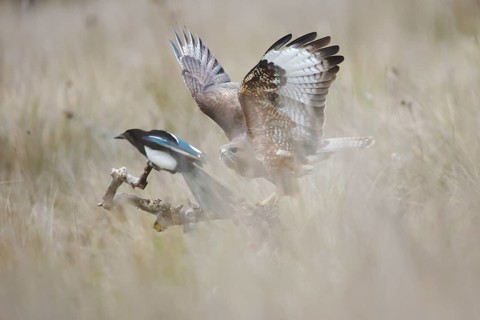 A captivating scene of a Common Buzzard interacting with an Eurasian Magpie in their natural