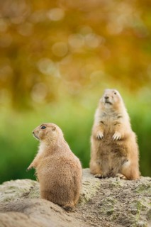 Schwarzschwanz-Präriehund, Cynomys ludovicianus Black-tailed Prairie Dog, Cynomys ludovicianus