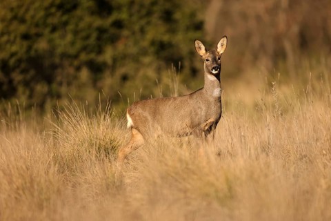 A roe deer stands alert in a sunlit field, surrounded by tall grass. The scene captures the essence
