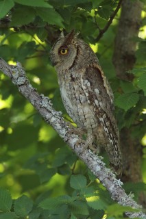 Eurasian Scops Owl (Otus scops) male, Andalusia, Spain