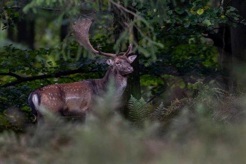 A fallow deer (Dama dama) has left the rut and is looking for a place to rest right in front of my
