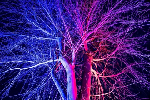 Colorful illuminated tree, Trendelburg, Weser Uplands, Weserbergland, Hesse, Germany