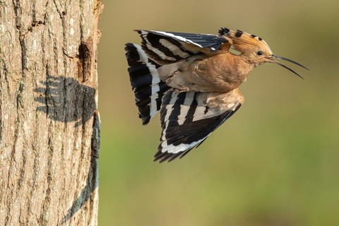 Hoopoe in flight (Upupa epops), Faßberg, Lower Saxony, Germany