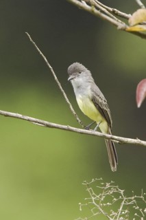 Short-crested Flycatcher (Myiarchus ferox), Ecuador
