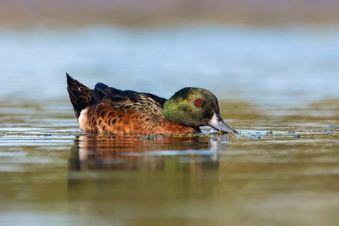 Chestnut Teal (Anas castanea) male, Victoria, Australia