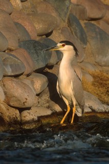 Black-crowned Night Heron (Nycticorax nycticorax), Arizona, USA