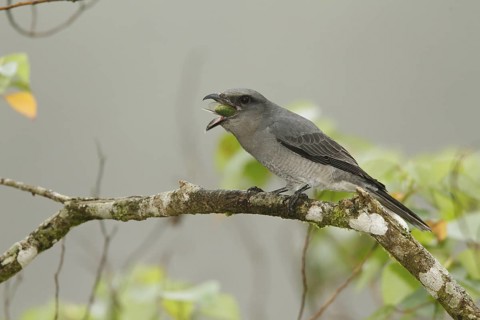 Large Cuckooshrike (Coracina macei), Fraser's Hill, Malaysia