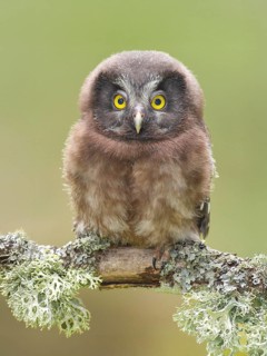 Great Horned Owl (Aegolius funereus), young bird sitting on a larch branch, wildlife, nature