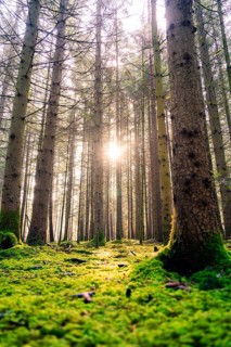 Warm sunlight floods the forest and creates a peaceful atmosphere, Unterhaugstett, Black Forest,