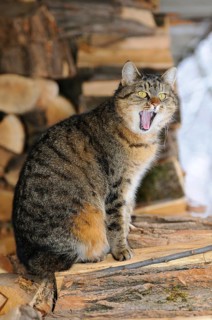 Cat on woodpile yawning in rustic surroundings, domestic cat (Felis catus), Austria