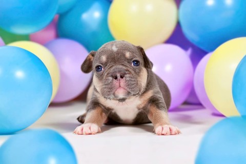 Blue tan French Bulldog dog puppy between colorful balloons
