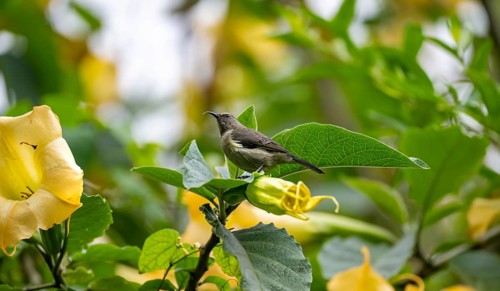 Olive-bellied Sunbird (Cinnyris chloropygius), female sitting on a yellow flower, Mgahinga Gorilla