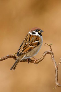 Ringmus, Eurasian Tree Sparrow, Passer montanus