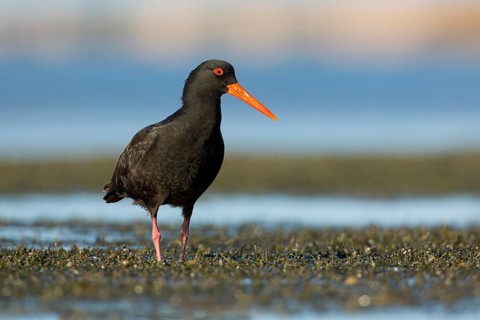 Sooty Oystercatcher (Haematopus fuliginosus) foraging, South Australia, Australia