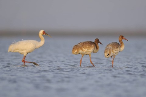 Siberian Crane (Leucogeranus leucogeranus) with juveniles, Poyang Lake, China