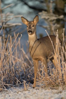 Roe deer standing in hoar frosted dead stinging nettle at minus 15 °C at sunrise. Trees and dead