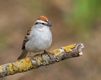 A male Chipping Sparrow, Spizella passerina, perched in Saskatoon, Saskatchewan, Canada