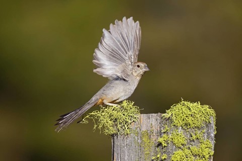 Canyon Towhee Pipilo fuscus Tucson, Arizona, United States 28 May Adult with wings up ready to fly.
