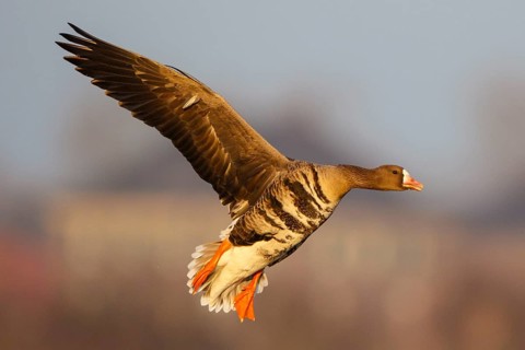 Greater White-fronted Goose (Anser albifrons) flying, North Rhine-Westphalia, Germany