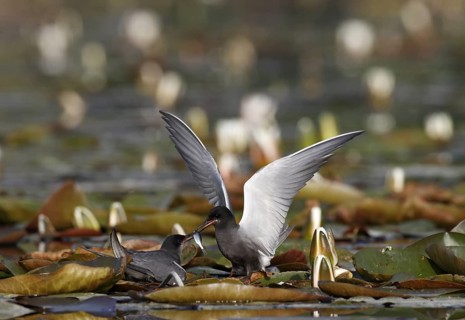 Black Tern (Chlidonias niger) pair courting, Mecklenburg-Western Pomerania, Germany