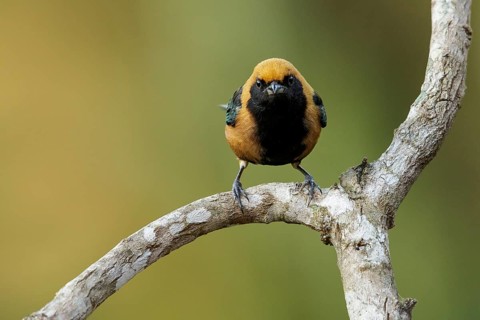 Burnished-buff Tanager (Tangara cayana) perched on a branch in the Atlantic Rainforest Region of
