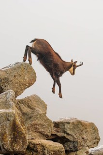 An adult male chamois (Rupicapra rupicapra) jumps down from a rock in dense fog at sunrise,