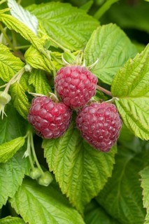 Raspberry (Rubus idaeus 'Autumn Happy'), BS Sämann, Germany