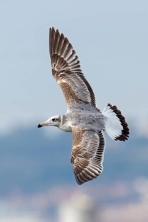 Herring gull, (Ichthyaetus ichthyaetus) Syn: (Larus ichthyaetus), Animals, Birds, Gulls, Seagull,
