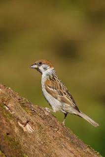 Eurasian Tree Sparrow (Passer montanus), Carinthia, Austria