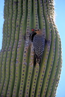 Gila woodpecker (Melanerpes uropygialis), adult, male, at breeding den, with food, on Saguaro