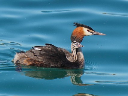 Great crested grebe with downy chicks (Podiceps cristatus)