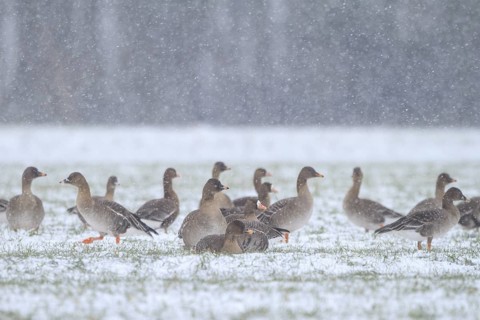 Taiga Bean Goose & Greater White-fronted Goose (Anser fabalis & Anser albifrons), North
