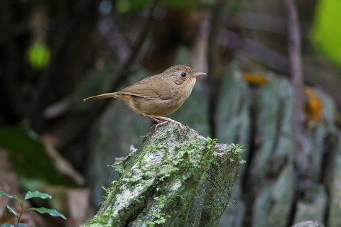 Buff-breasted Babbler (Pellorneum tickelli), Cuc Phuong, Vietnam