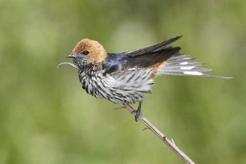 Lesser Striped Swallow (Cecropis abyssinica), Lake Naivasha, Kenya