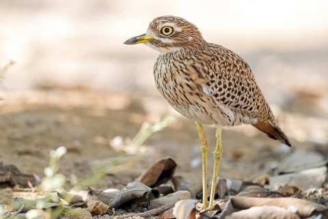 Animals, Birds, Cape Stone Curlew, (Burhinus capensis), Biotope, Habitat, Foraging, Al Baleed