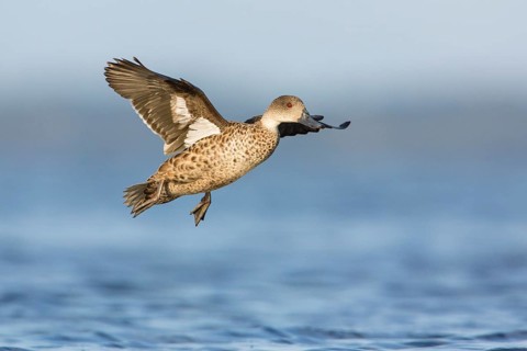 Grey Teal (Anas gracilis) flying, Victoria, Australia