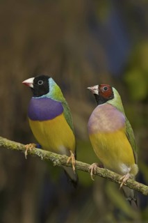 Gouldian Finch (Erythrura gouldiae) female