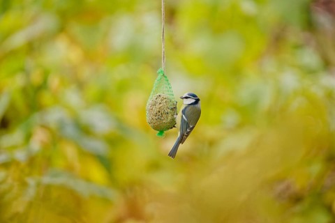 Blue tit (Cyanistes caeruleus) feeding on suet ball hanging in garden during autumn, soft natural