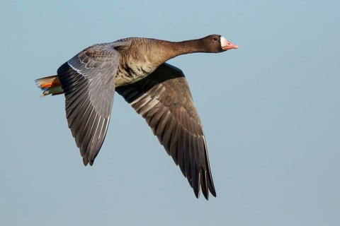 Greater White-fronted Goose (Anser albifrons) flying, North Rhine-Westphalia, Germany