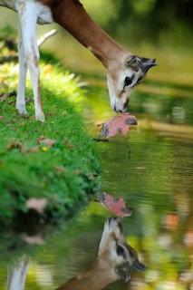 An antelope inspects an autumn leaf on the riverbank, with its reflection in the water, Damagazelle