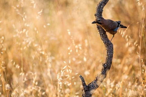 Eurasian Jay (Garrulus glandarius), Andalusia, Spain