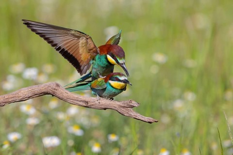 Bee-eater, (Merops apiaster), copula, mating, Tiszaalpár, Kiskunsági National Park, Bács-Kiskun,