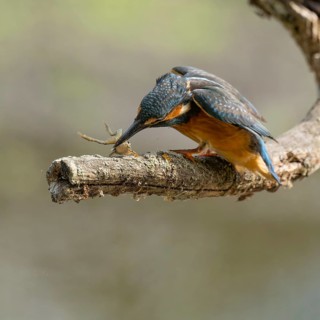 Kingfisher (Alcedo atthis) sitting on a branch, perch, beats captured prey frog (Rana) to death,