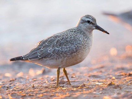 Red Knot (Calidris canutus) foraging, Mecklenburg-Western Pomerania, Germany