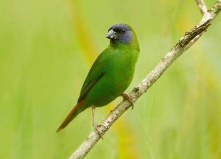 Blue-faced Parrotfinch (Erythrura trichroa macgillivrayi), Queensland, Australia