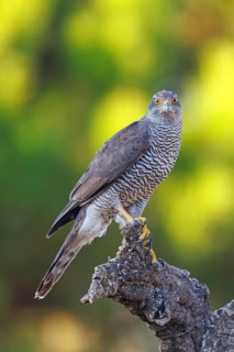 Northern northern goshawk (Accipiter gentilis), Autour des palombes, Hides De Calera / Goshawk