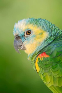 Blue-fronted Amazon (Amazona aestiva), portrait, captive, occurrence in South America