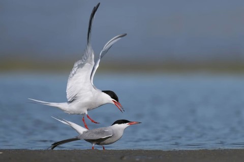 Common Tern (Sterna hirundo), Texel, Netherlands