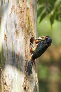 Collared Aracari (Pteroglossus torquatus) perched on a branch in Costa Rica